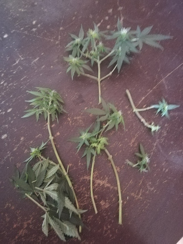 Growreport Bild 9