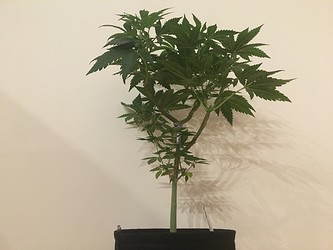 Growreport Bild 4
