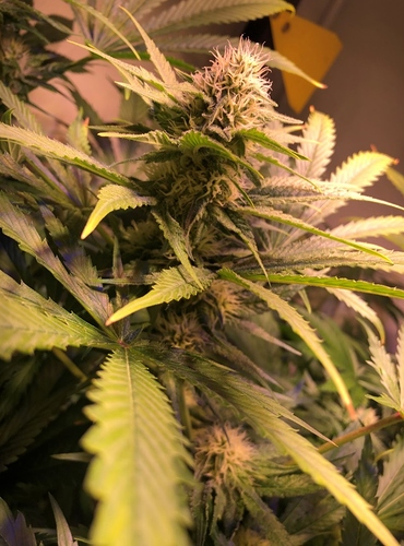 Growreport Bild 5