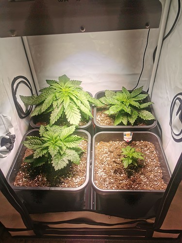 Growreport Bild 2