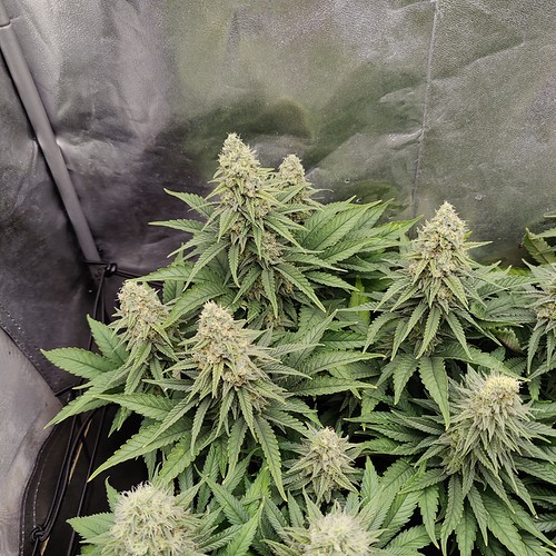 Growreport Bild 4