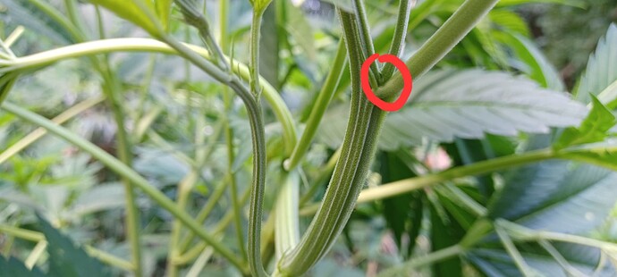 Growreport Bild 1