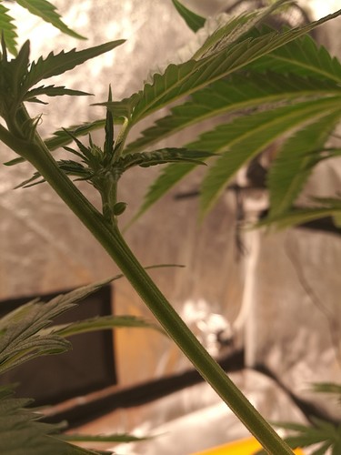 Growreport Bild 2