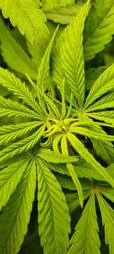 Growreport Bild 8