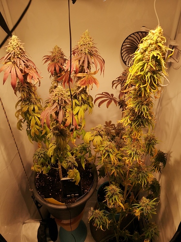 Growreport Bild 1