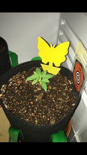 Growreport Bild 7