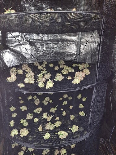 Growreport Bild 62