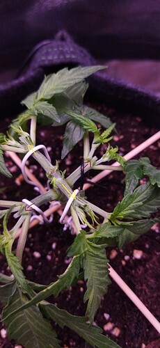 Growreport Bild 49