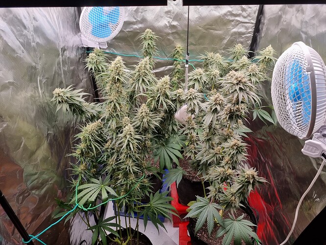 Growreport Bild 2