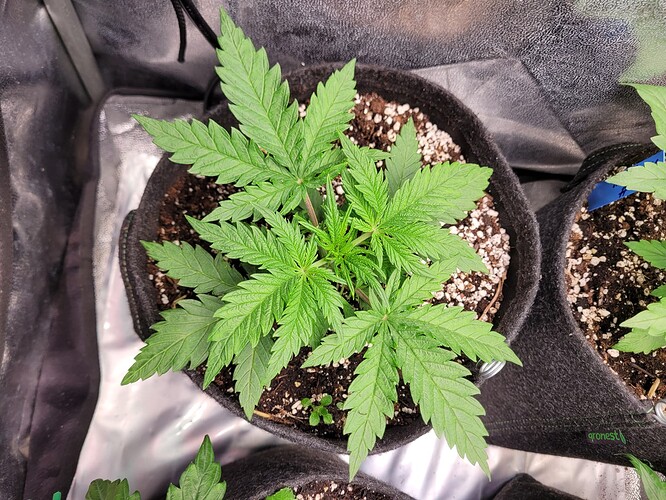 Growreport Bild 28
