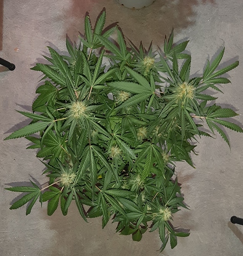 Growreport Bild 5