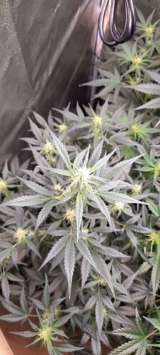 Growreport Bild 12