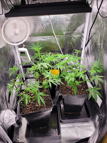 Growreport Bild 4