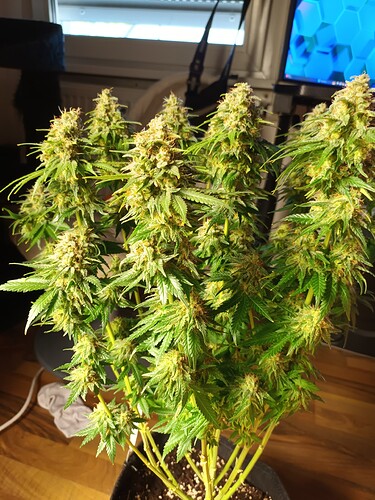 Growreport Bild 18