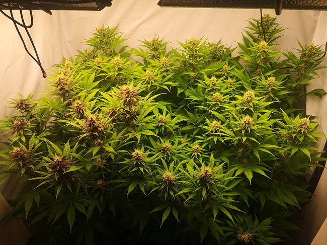 Growreport Bild 1