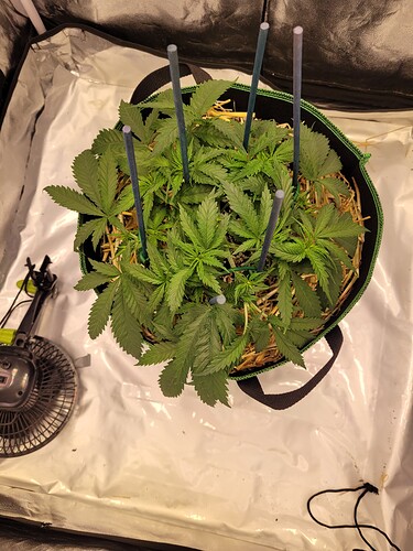 Growreport Bild 5
