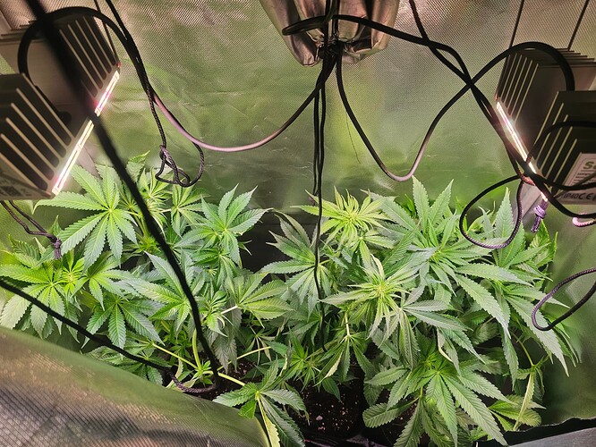 Growreport Bild 9