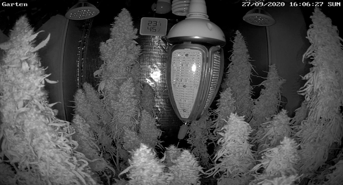 Growreport Bild 31