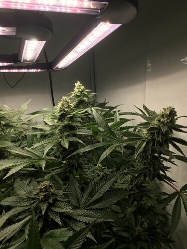 Growreport Bild 4