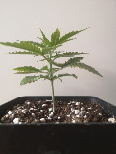 Growreport Bild 1