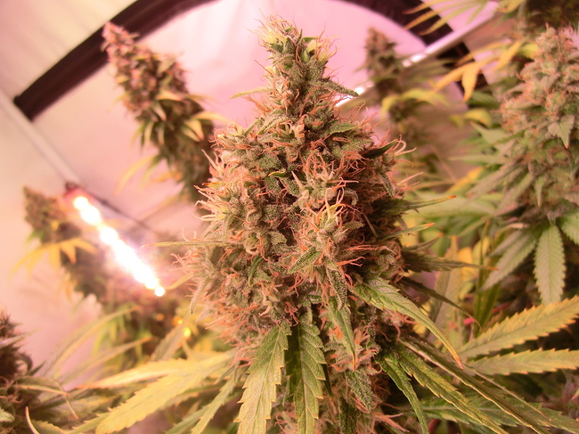 Growreport Bild 11