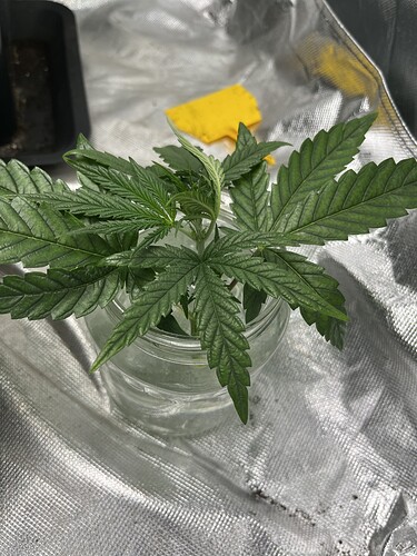 Growreport Bild 9