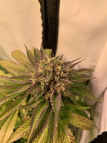 Growreport Bild 6
