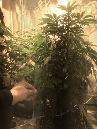 Growreport Bild 3