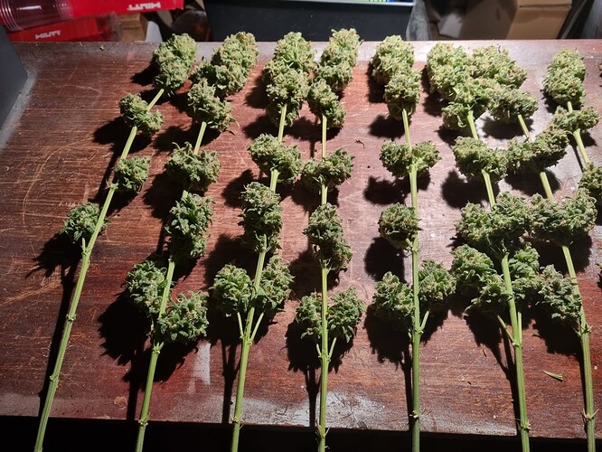 Growreport Bild 52