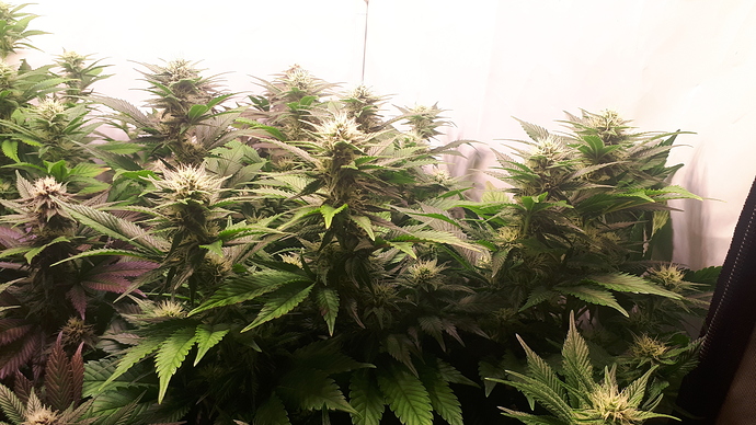 Growreport Bild 2