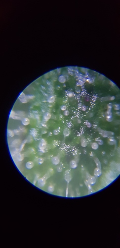 Growreport Bild 8