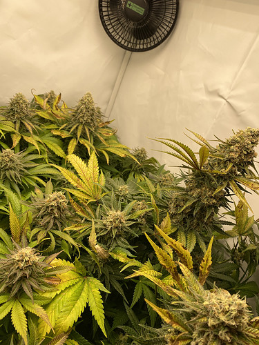 Growreport Bild 2