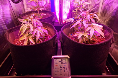 Vier junge Cannabispflanzen in Vlies-Töpfen unter einer LED-Wachstumslampe. Ein Hygrometer zeigt 40% Luftfeuchtigkeit und 27,5°C an.