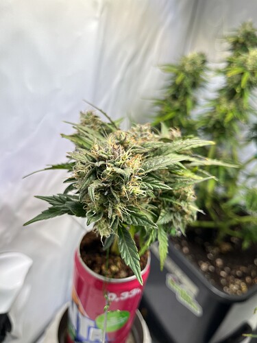 Growreport Bild 6
