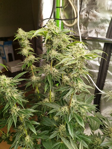 Growreport Bild 18