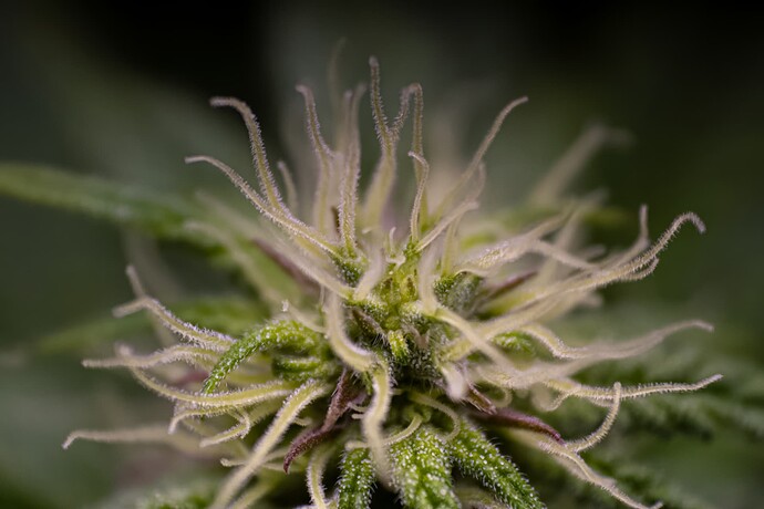 CherryMACMuffin-BT13-1770