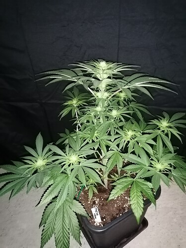 Growreport Bild 3