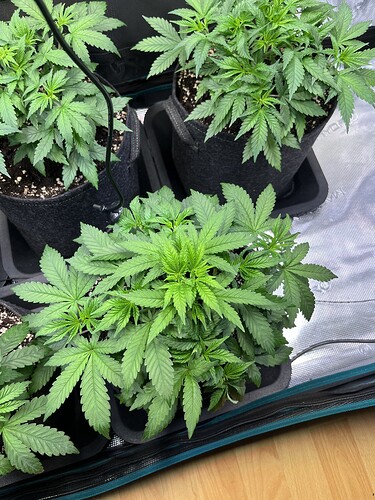 Growreport Bild 7