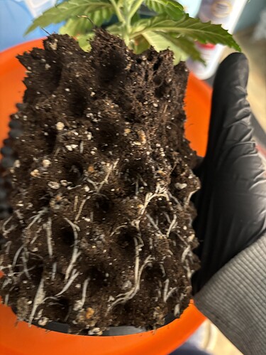 Growreport Bild 142