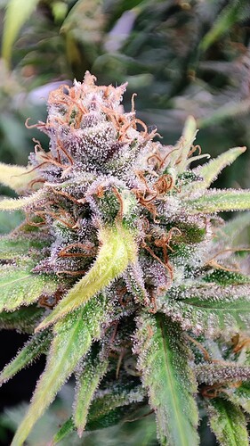 Growreport Bild 6
