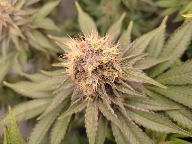 Growreport Bild 19