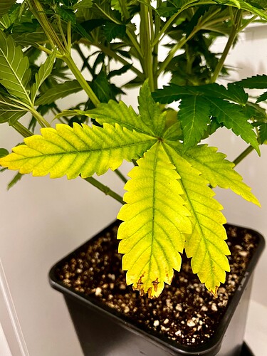 Growreport Bild 5
