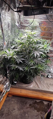 IMG_20231130_074243