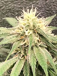 trainwreck_35days
