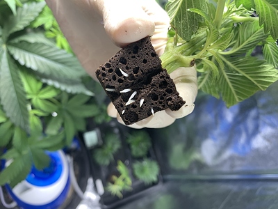 Growreport Bild 16
