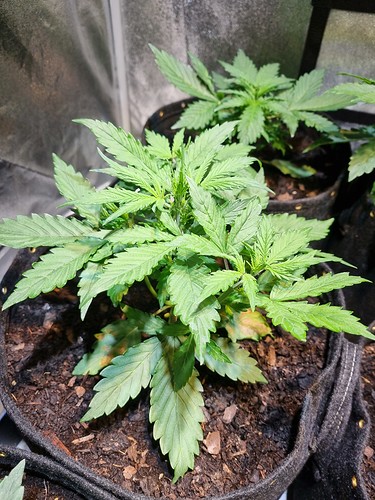 Growreport Bild 17