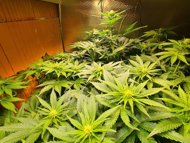 Mehrere junge Cannabispflanzen in der Wachstumsphase, dicht beieinander stehend, mit breiten, grünen Blättern und beginnenden Blütenansätzen unter einer Grow-Lampe.