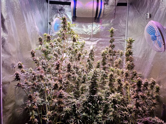 Growreport Bild 52