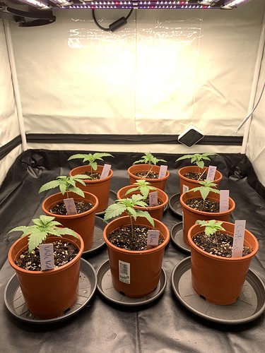 Growreport Bild 1