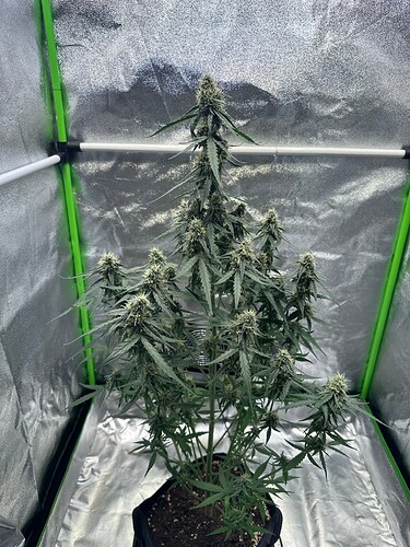 Growreport Bild 5